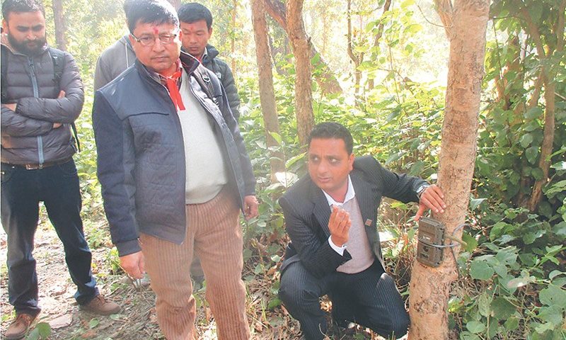 Camera Traps Being Used For Tiger Census in Shuklaphanta National Park